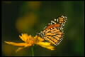 mariposa1.jpg (2968 bytes)